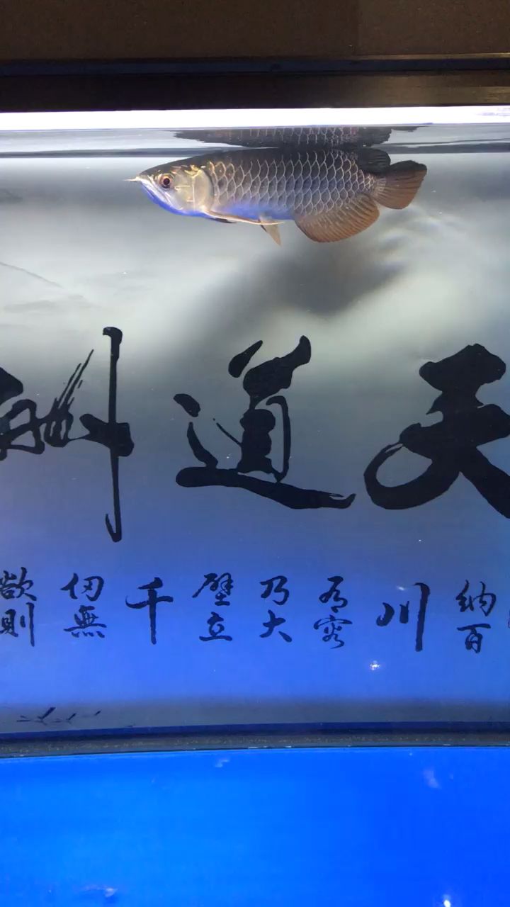 小龍到家第四天，記錄你的成長點(diǎn)滴 觀賞魚論壇