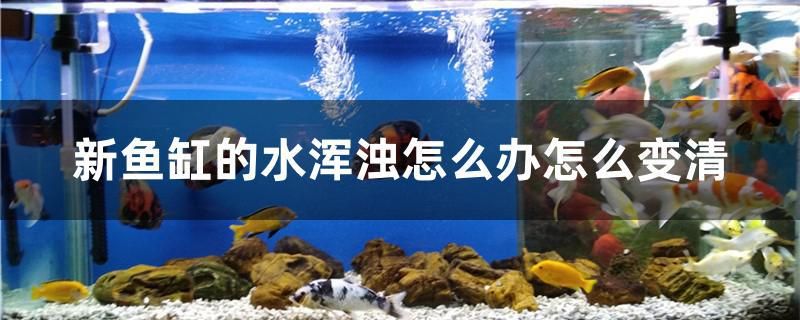 新魚缸的水渾濁怎么辦怎么變清 白化火箭魚