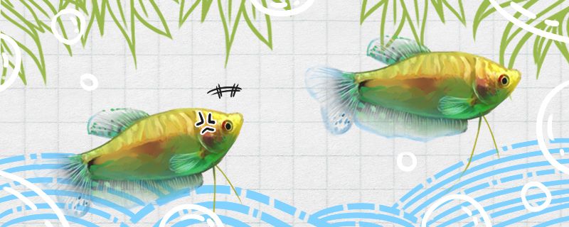 金曼龍魚(yú)為什么追逐打架如何減少糾紛 鸚鵡魚(yú)