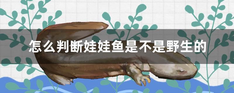 怎么判斷娃娃魚(yú)是不是野生的 帝王三間魚(yú)