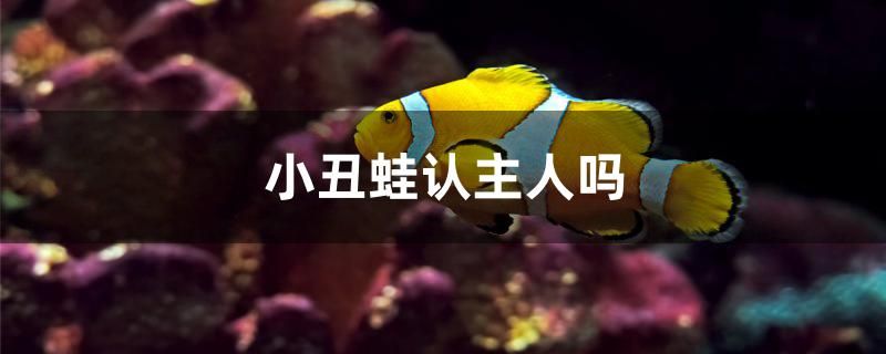 小丑蛙認主人嗎 斑馬狗頭魚