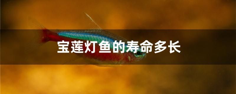 寶蓮燈魚的壽命多長 其他寵物