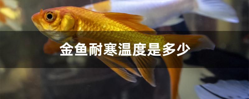 金魚耐寒溫度是多少 元寶鳳凰魚