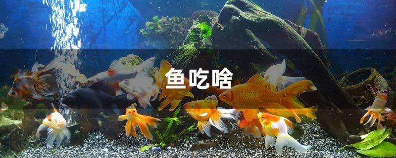 魚吃啥 - 魚百科 魚缸水泵