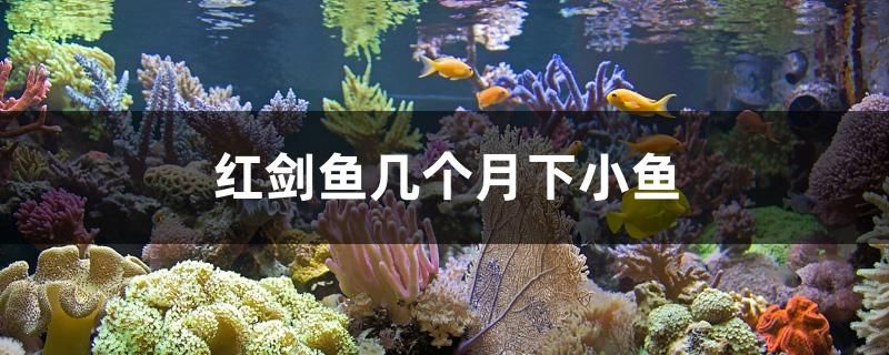 紅劍魚(yú)幾個(gè)月下小魚(yú)