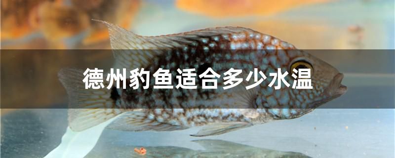 蚌埠觀賞魚市場地址電話多少（ 蚌埠魚苗市場在哪里） 熱帶魚魚苗批發(fā)