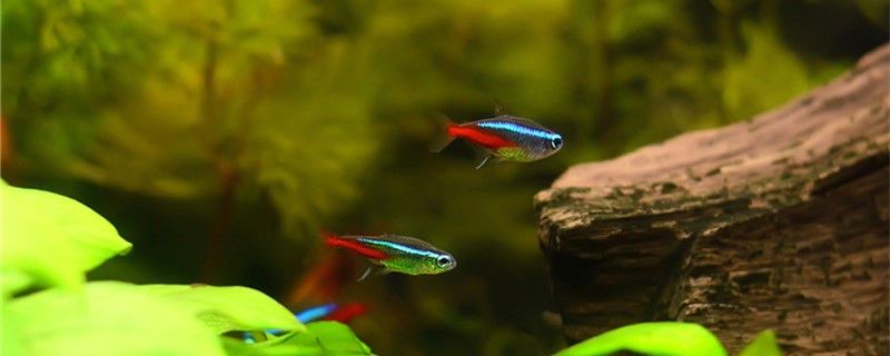 魚缸糞便多久自然分解魚缸糞便怎么清理 紅龍專用魚糧飼料