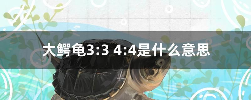 大鱷龜3：3 4：4是什么意思 祥龍超血紅龍魚