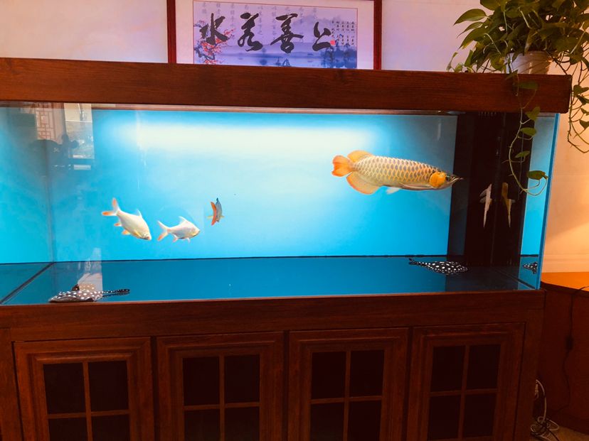 沉木買回來(lái)給老婆看上了 觀賞魚論壇 第1張