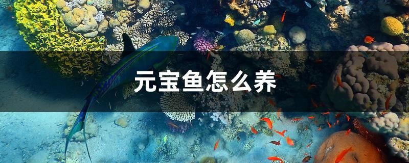 元寶魚怎么養(yǎng)