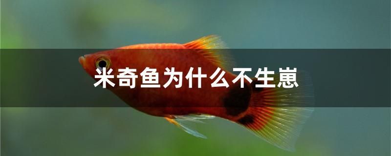 米奇魚為什么不生崽 虎魚魚苗