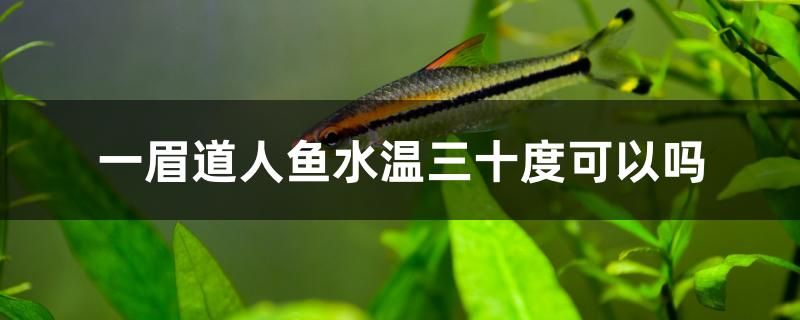 一眉道人魚水溫三十度可以嗎 其他益生菌