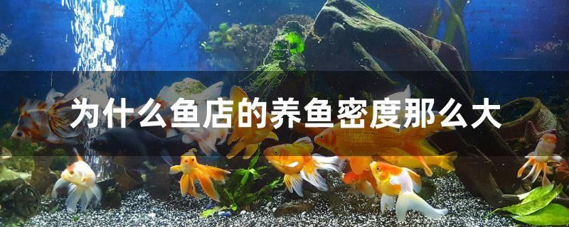 為什么魚店的養(yǎng)魚密度那么大 鴨嘴鯊魚