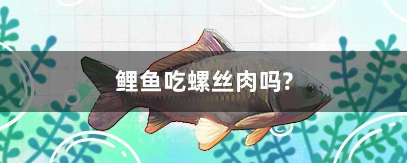 鯉魚吃螺絲肉嗎？ 海水魚