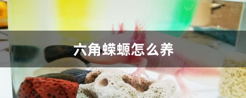 六角蠑螈怎么養(yǎng)