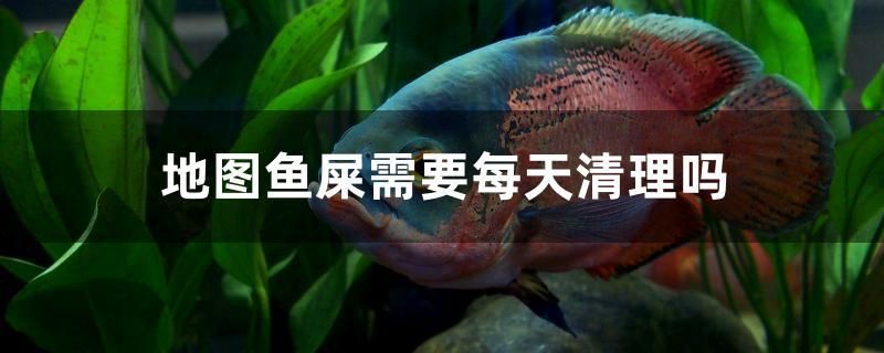 地圖魚屎需要每天清理嗎