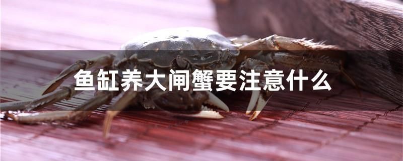 魚(yú)缸養(yǎng)大閘蟹要注意什么 奈及利亞紅圓點(diǎn)狗頭