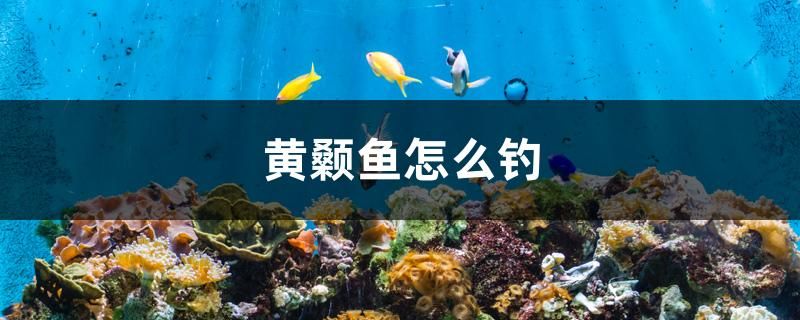 黃顙魚怎么釣 朱巴利魚