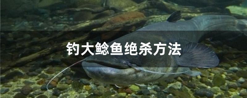 釣大鯰魚絕殺方法