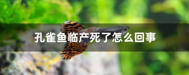 孔雀魚臨產(chǎn)死了怎么回事 黃吉金龍（白子金龍魚）