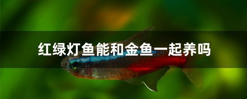 紅綠燈魚能和金魚一起養(yǎng)嗎