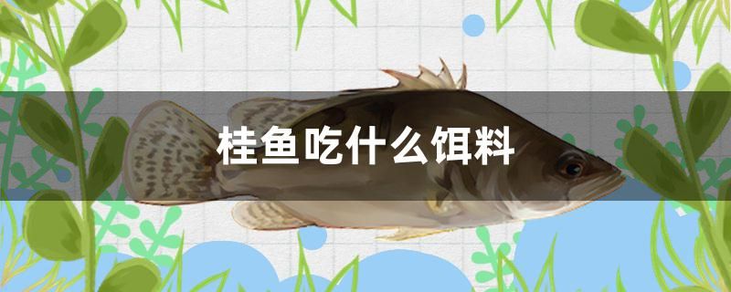 桂魚吃什么餌料