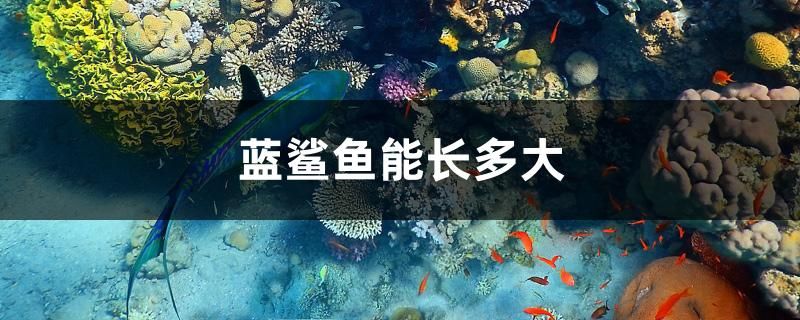 藍鯊魚能長多大 金老虎魚