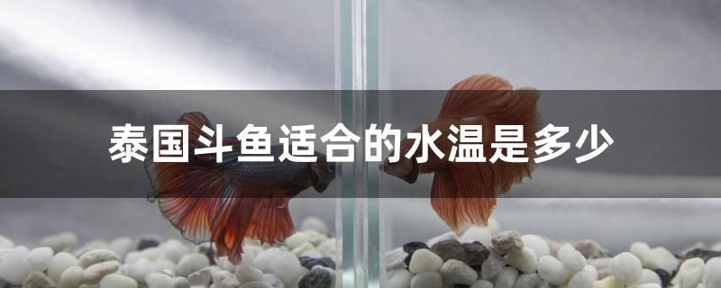 泰國斗魚適合的水溫是多少