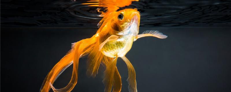 金魚受傷是因?yàn)槭裁词軅嗽趺刺幚?></a></span> <h2>一、金魚受傷的原因是什么</h2><p class=