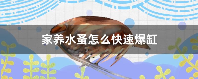 家養(yǎng)水蚤怎么快速爆缸 玫瑰銀版魚(yú)