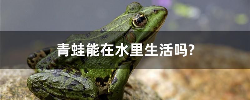 青蛙能在水里生活嗎？ 狗頭魚