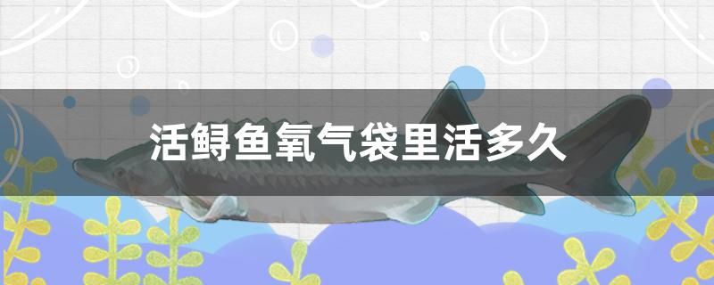 活鱘魚(yú)氧氣袋里活多久 水族燈（魚(yú)缸燈）