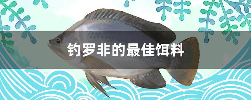 釣羅非的最佳餌料 廣州觀賞魚魚苗批發(fā)市場