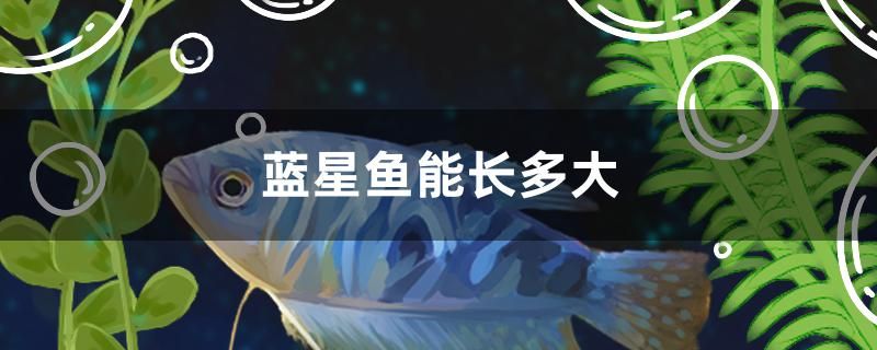 藍星魚能長多大