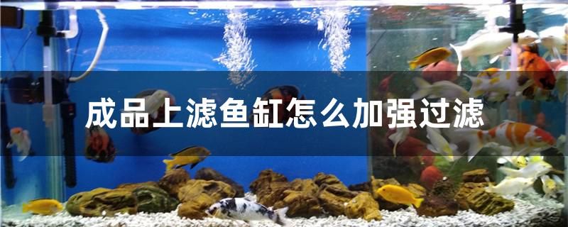 成品上濾魚缸怎么加強(qiáng)過濾 黃金貓魚百科