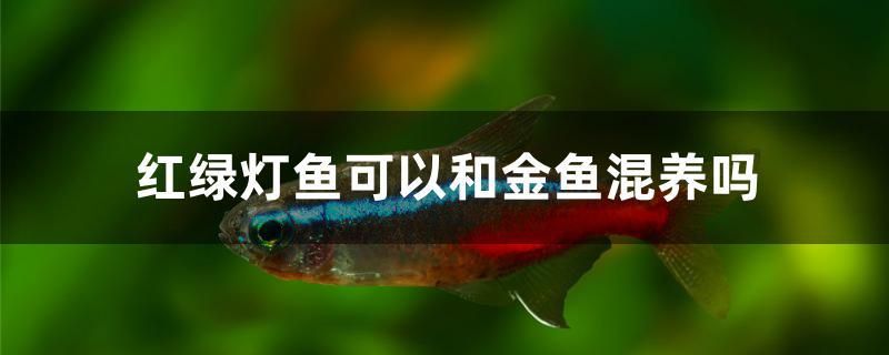 紅綠燈魚可以和金魚混養(yǎng)嗎 非洲象鼻魚