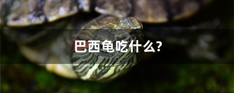 巴西龜吃什么？ 野生埃及神仙魚