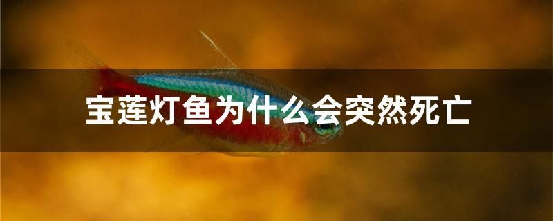 寶蓮燈魚為什么會突然死亡 其他益生菌 第1張