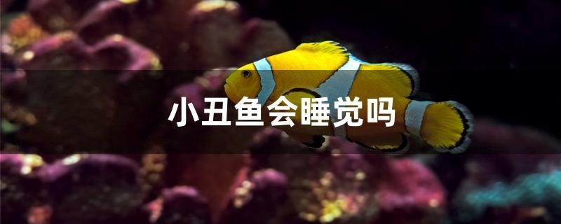 小丑魚會睡覺嗎