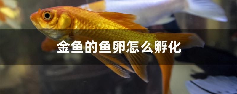 金魚(yú)的魚(yú)卵怎么孵化 觀賞魚(yú)百科