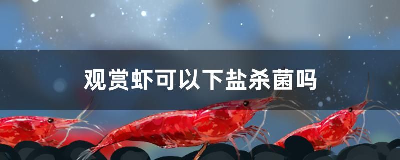 觀賞蝦可以下鹽殺菌嗎 紅魔王銀版魚