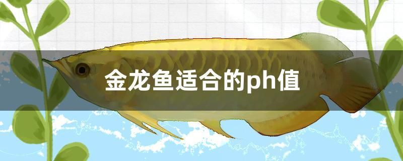 金龍魚適合的ph值 黃金貓魚