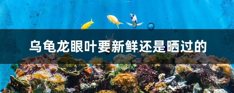 烏龜龍眼葉要新鮮還是曬過的 全國(guó)觀賞魚市場(chǎng)