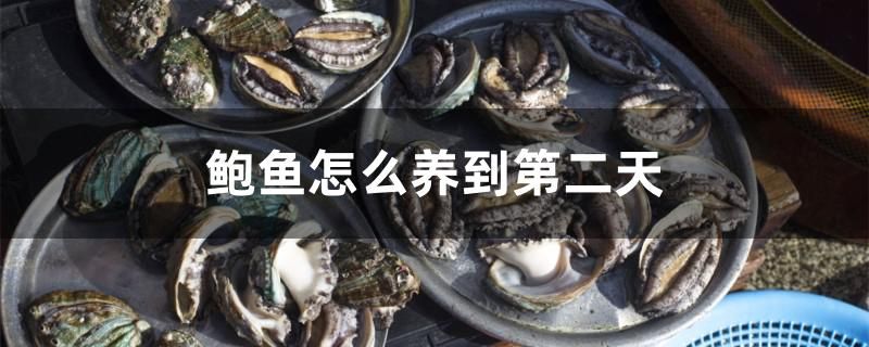 鮑魚怎么養(yǎng)到第二天 觀賞魚企業(yè)目錄