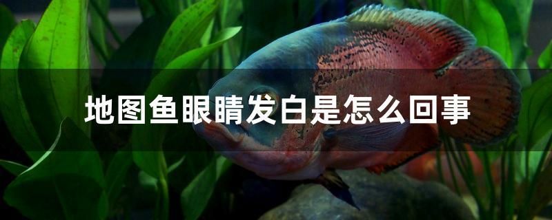 地圖魚眼睛發(fā)白是怎么回事 帝王三間魚