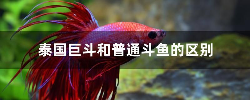 泰國巨斗和普通斗魚的區(qū)別 全國觀賞魚市場