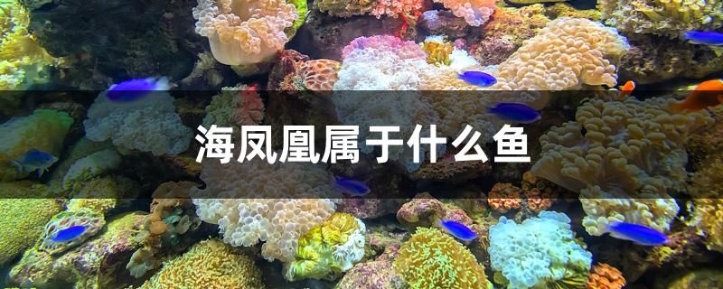 海鳳凰屬于什么魚