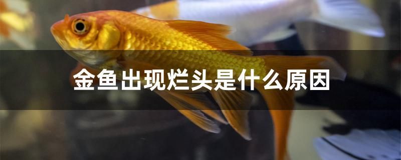 金魚(yú)出現(xiàn)爛頭是什么原因 黑桃A魚(yú)苗