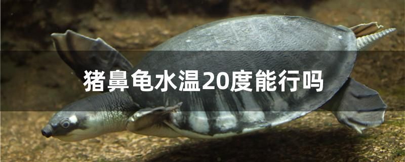 豬鼻龜水溫20度能行嗎 白子紅龍魚