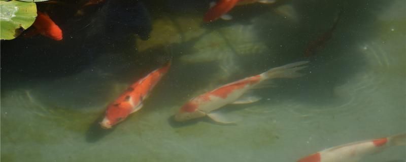 魚塘養(yǎng)魚怎么養(yǎng)要注意什么 元寶鳳凰魚